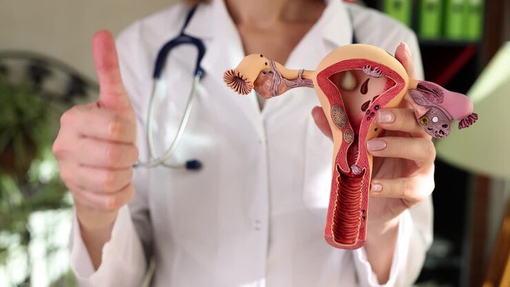 Doctor holding uterus model