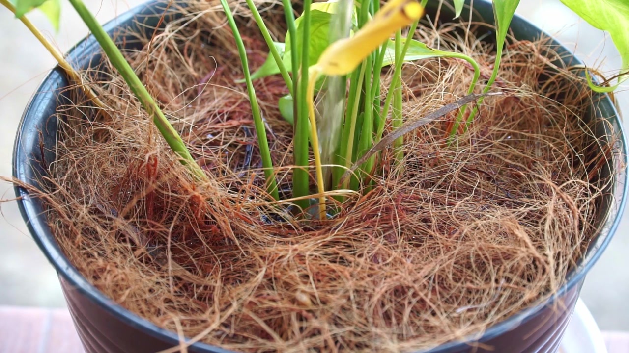 Gouttes d'eau sur des tiges de plantes dans un pot en fibre de coco, concept de jardinage et d'entretien des plantes, scène de nature