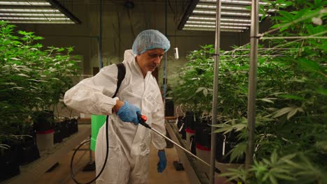cannabis cultivation and spraying in controlled environment