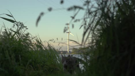 wind turbines on the shores of aalborg