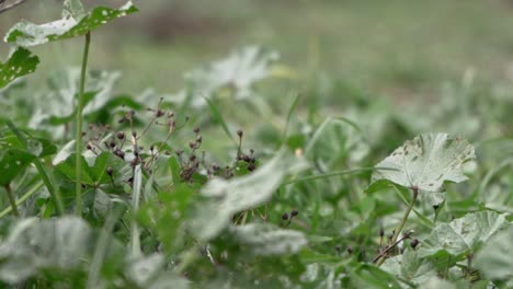 Close-up,-low-view-of-low-plant-at-meadow,-focus-pull-from-foreground-to-background