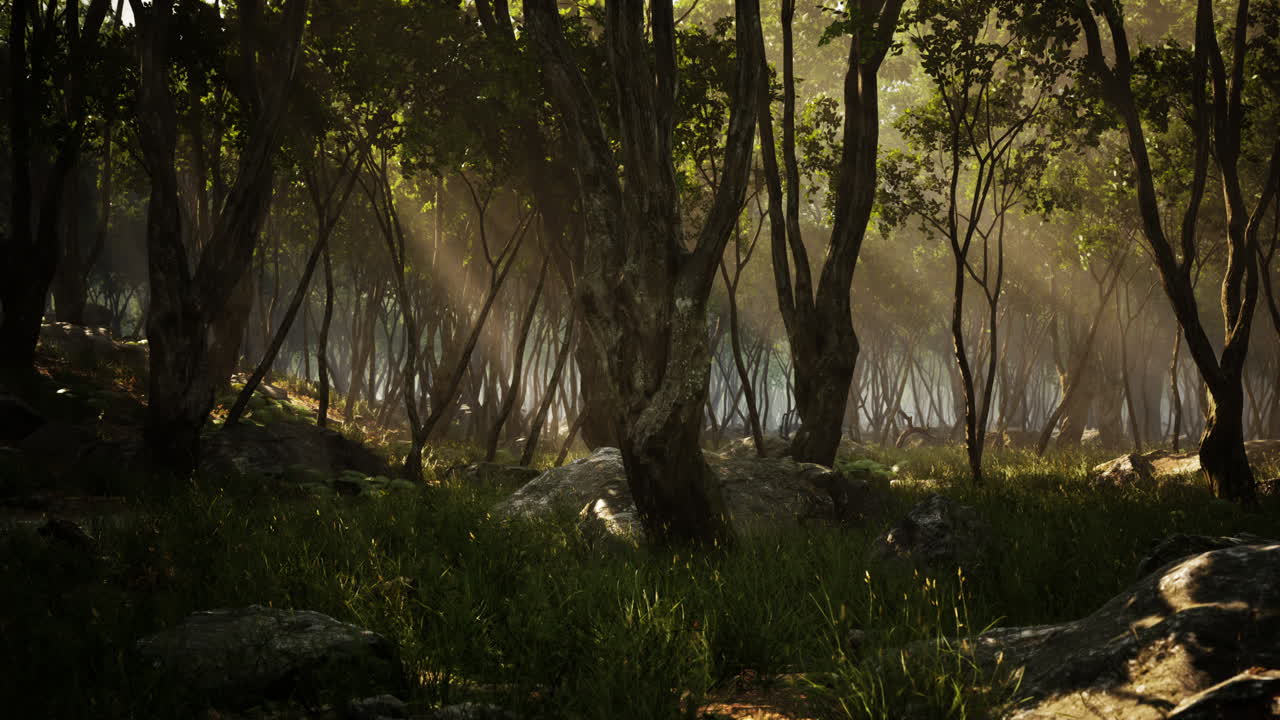 espeluznante magia mística profundo bosque