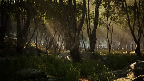 espeluznante magia mística profundo bosque