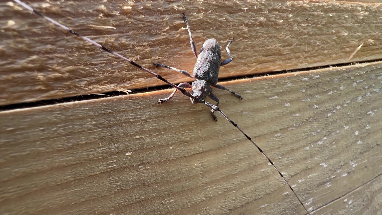 Coleottero del legno (Acanthocinus aedilis) con lunghe antenne quasi immobile su una tavola di legno, che mostra il suo corpo dalla superficie ruvida. Saaremaa, Estonia