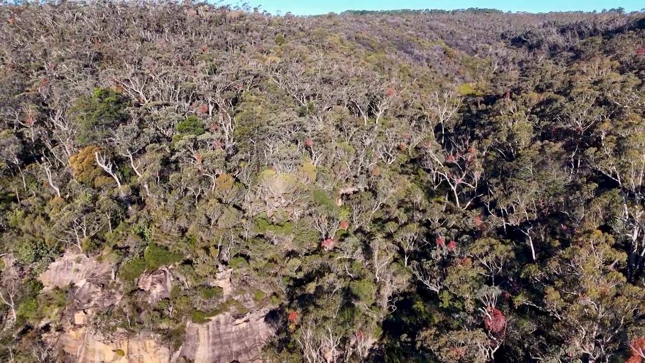 Droneopptak som panorerer over tett eukalyptusskog og sandsteinsklipper i Blue Mountains nasjonalpark
