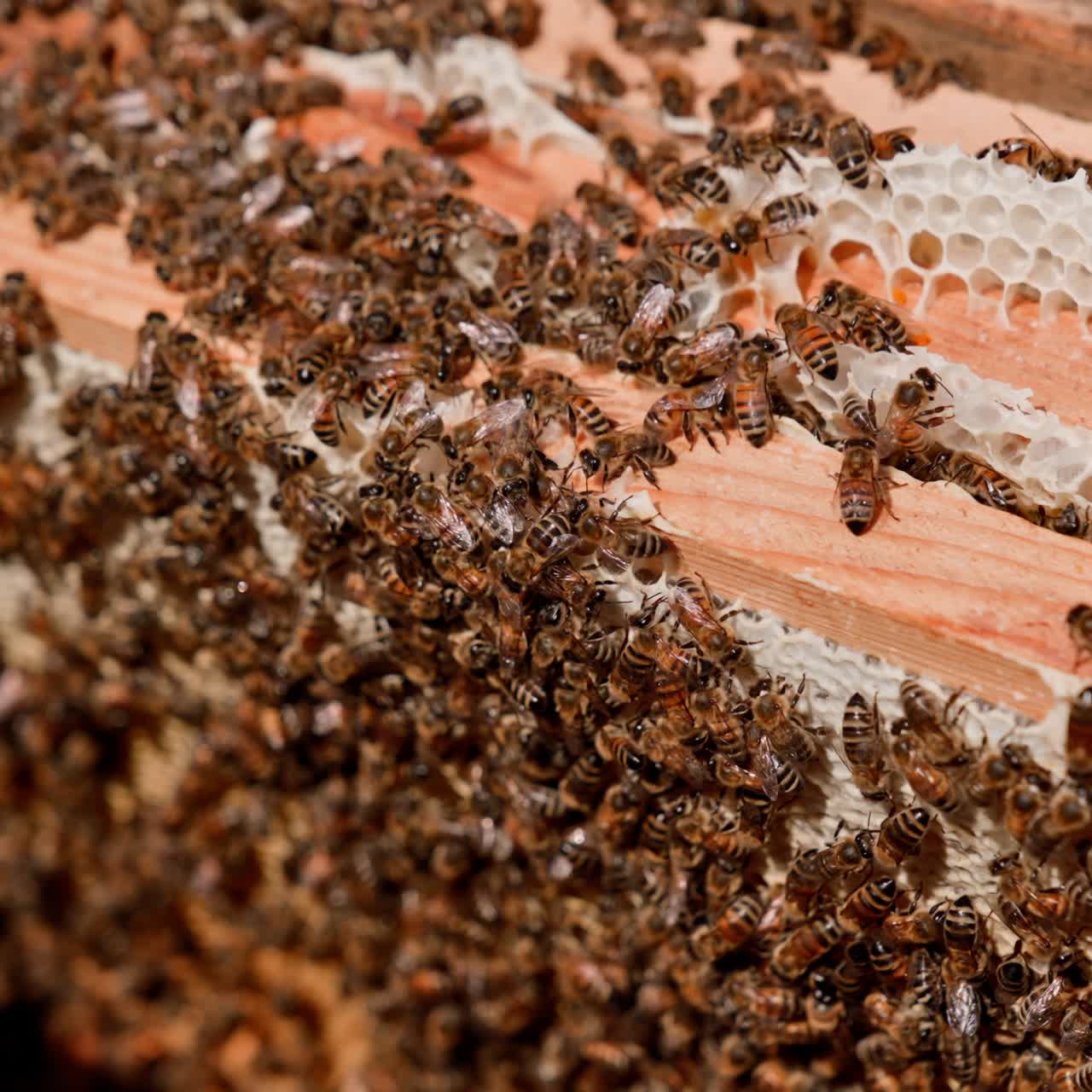 Swarm of bees working in a hive. Busy bees packing honeycomb with beeswax. Beekeeping process. Bees making pure natural product