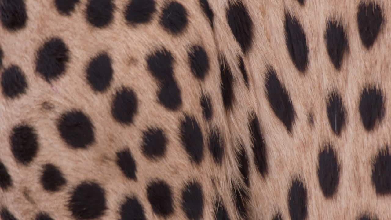 Extreme close up shot of a cheetah's spotted skin in the grasslands