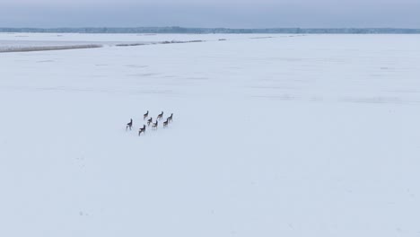 aerial birdseye view of distant european roe deer group running on the snow covered agricultural field, overcast winter day, wide angle drone shot moving forward