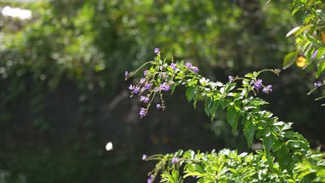 Purple-Wildflowers-on-Warm-Sunny-Day,-Butterfly-Flying-in-Slow-Motion