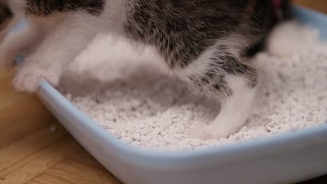 indoor house cat standing in it's cat litter tray