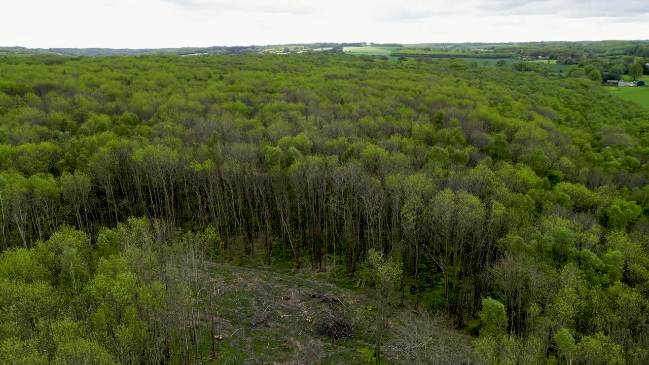 Drone footage flying over a part of deforestation with tall swaying tree in strong with on an overcast day