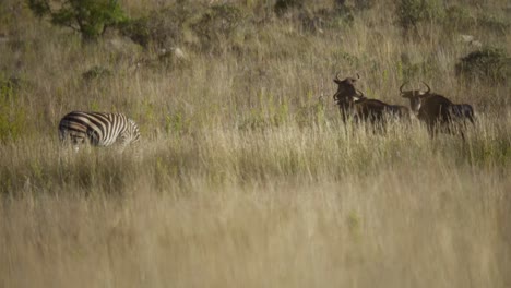 Nahaufnahme-Von-Zebras,-Die-In-Der-Savanne-In-4k-Zeitlupe-Grasen