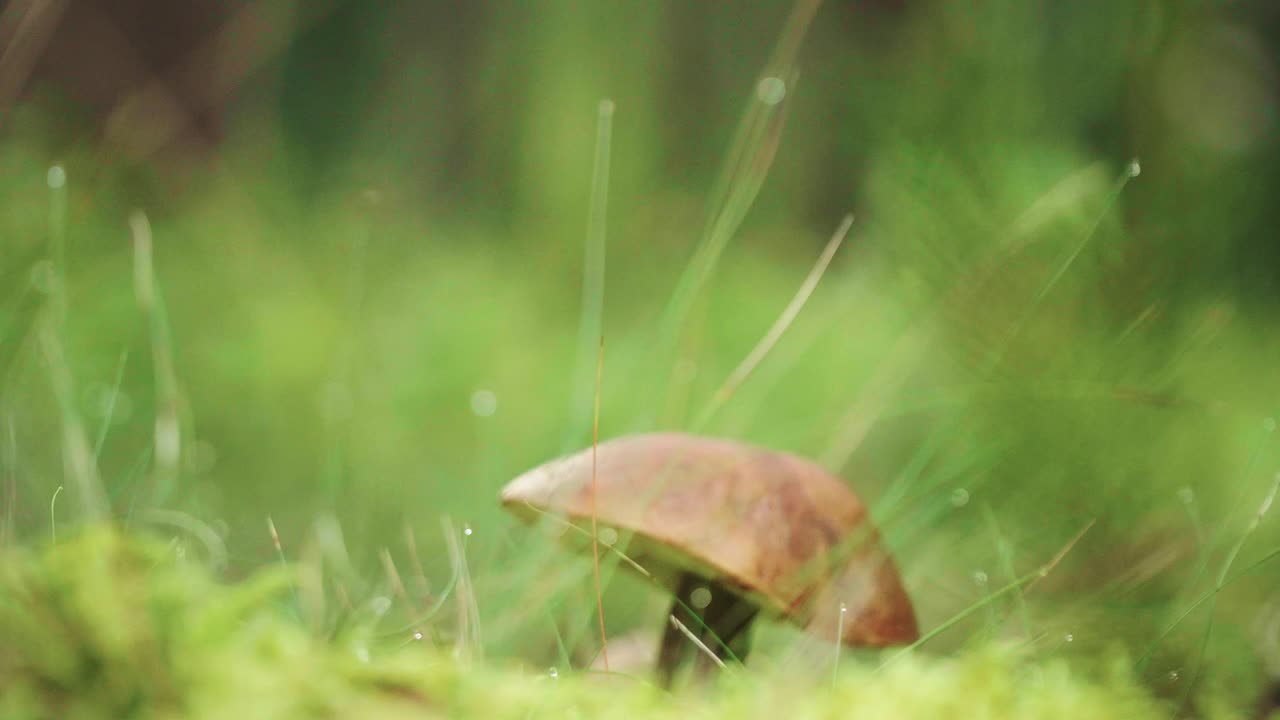 Closeup mushroom in forest with nature green background. Edible mushroom in wood