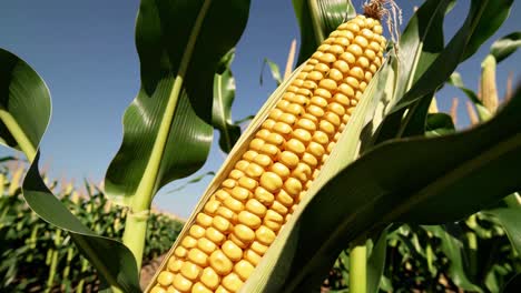 corn cob in field