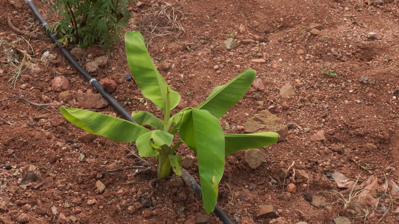cultivo de plátanos - cómo cultivar plantas de plátano