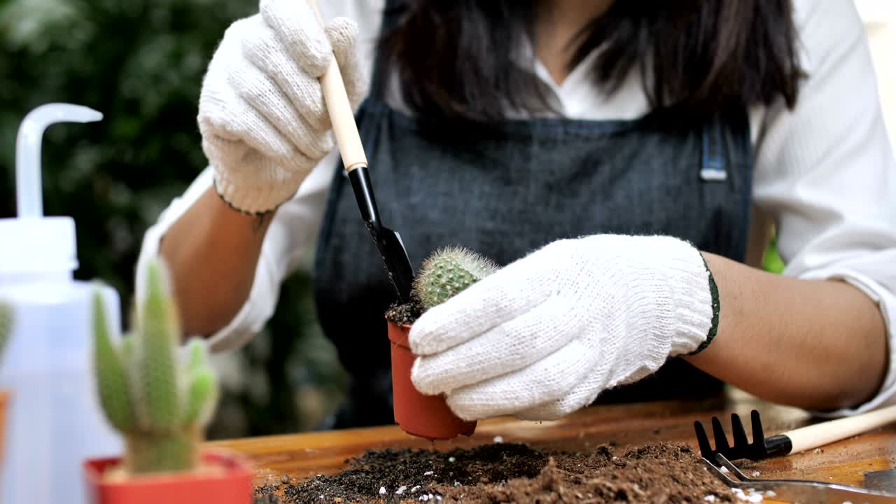 4k cámara lenta de una joven asiática florista plantando cactus