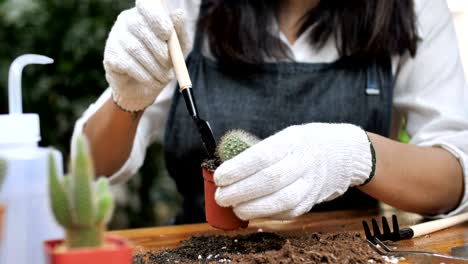 4k slow motion of young asian woman florist planting cactus