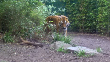 siberian amur tigers roamd through bamboo forest dirt path in zoo