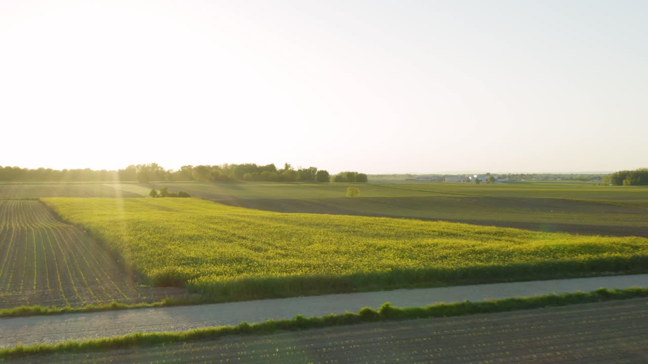 Aerial View of a Beautiful Yellow Rapeseed Field at Sunset