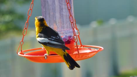 adult male bullock's oriole eats from a jelly feader then flies away