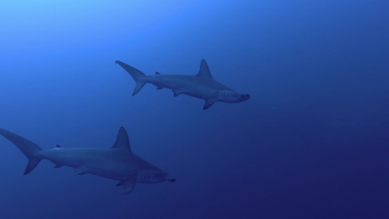 Pair Hammerheads swim in the blue water. Scalloped hammerhead or Hammerhead shark - Sphyrna lewini, Red Sea, Egypt