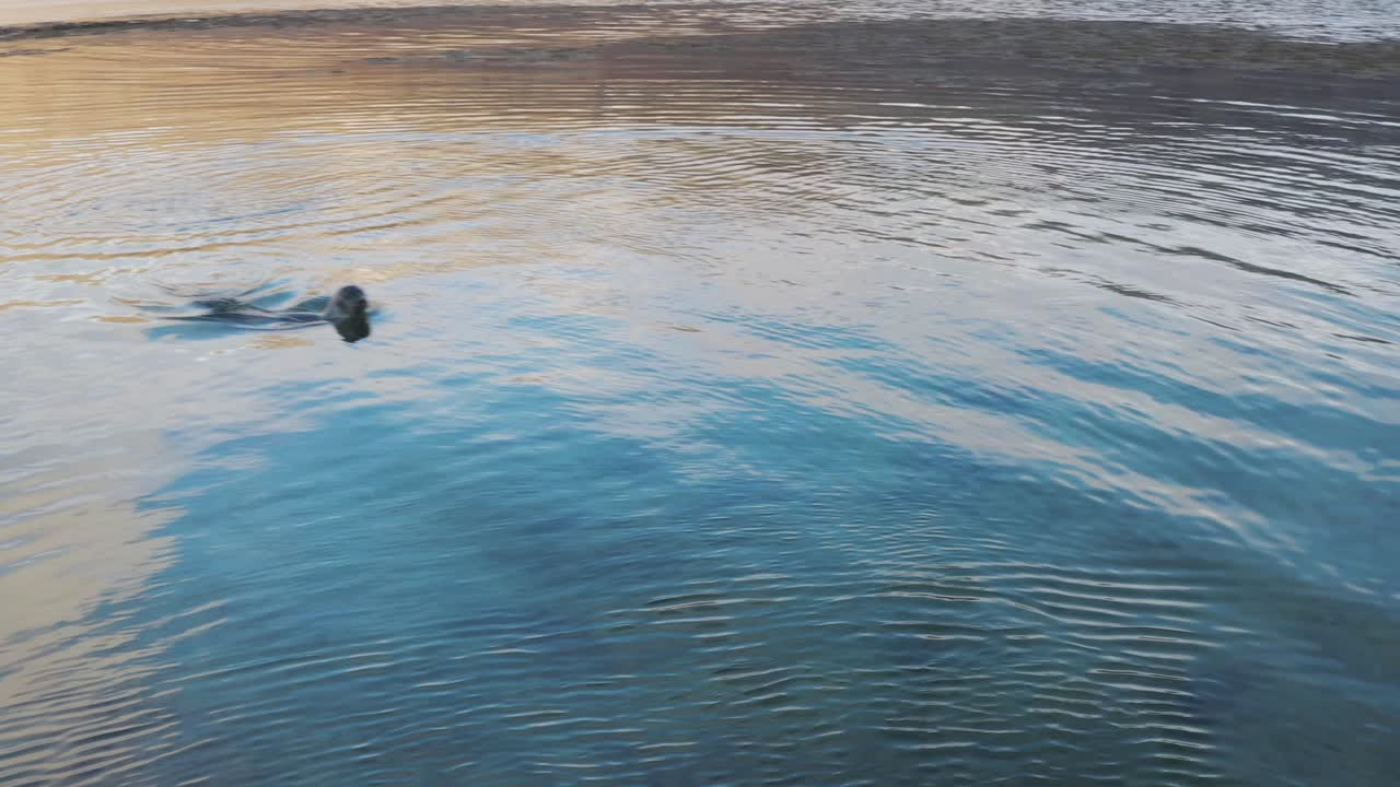 아이슬란드 westfjords에서 물 위를 헤엄치는 일반적인 바다표범의 조감도