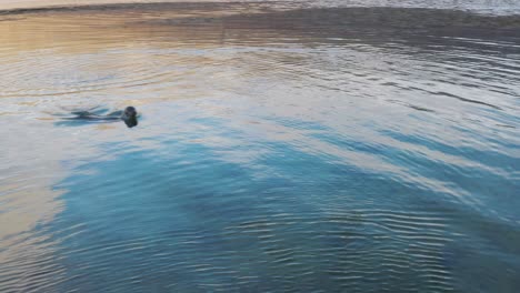 Aerial-View-Of-Common-Seal-Swimming-Above-Water-In-Westfjords,Iceland