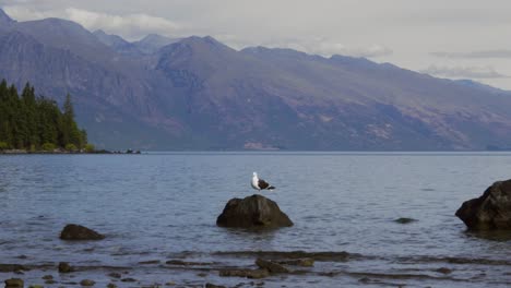 a southern black backed gull flying away from a rock on lake wakatipu, new zealand