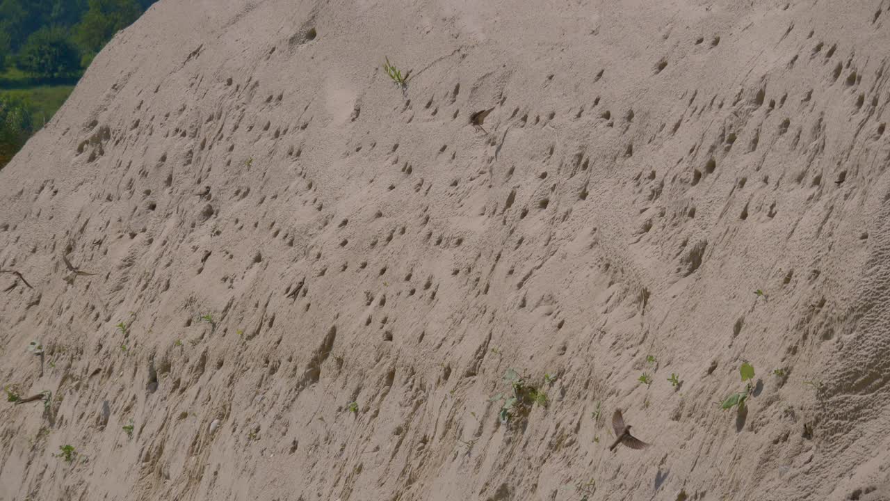 벽에 둥지와 구멍에 날아 다니는 모래 마틴이나 은행 제비의 넓은 샷