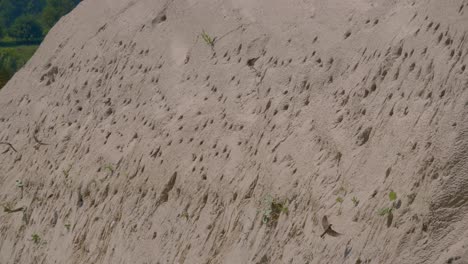 plano general de sand martin o golondrinas de banco volando en el nido y agujeros en la pared