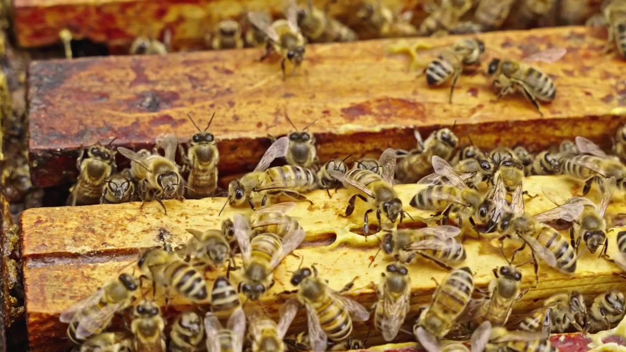 Extreme close-up van honingbijen die kruipen tussen met propolis gecoate houten bijenraamwerken.