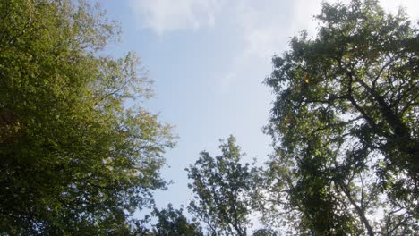 Lapso-De-Tiempo-De-Mirar-Hacia-El-Dosel-De-Un-árbol-Con-Nubes-Pasando