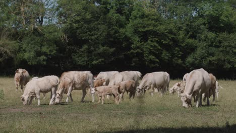 shot of herd of white angus cattle of cows, bulls and calves grazing in green meadow pasture field on a sunny day