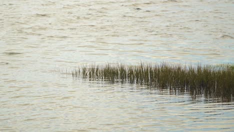 4k-Halb-Untergetauchte-Wasserpflanzen,-Die-Sich-Auf-Der-Flut-Im-Bett-Der-Ria-De-Aveiro-An-Der-Mündung-Des-Flusses-Vouga-Bewegen,-60fps