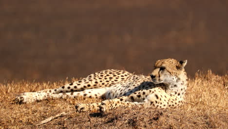 safari trucks passing a resting cheetah in the sunlight - closeup