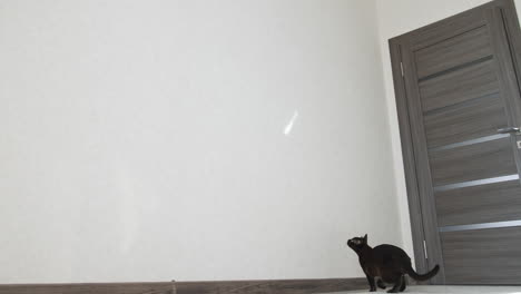 charming dark cat trying to catch light. funny kitty jumping on the wall.