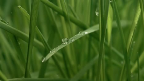 Grünes-Gras,-Regentropfen-In-Nahaufnahme,-Die-Langsam-Auf-Das-Gras-Fallen.