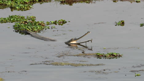 un cocodrilo gharial medio sumergido en un río con la boca abierta