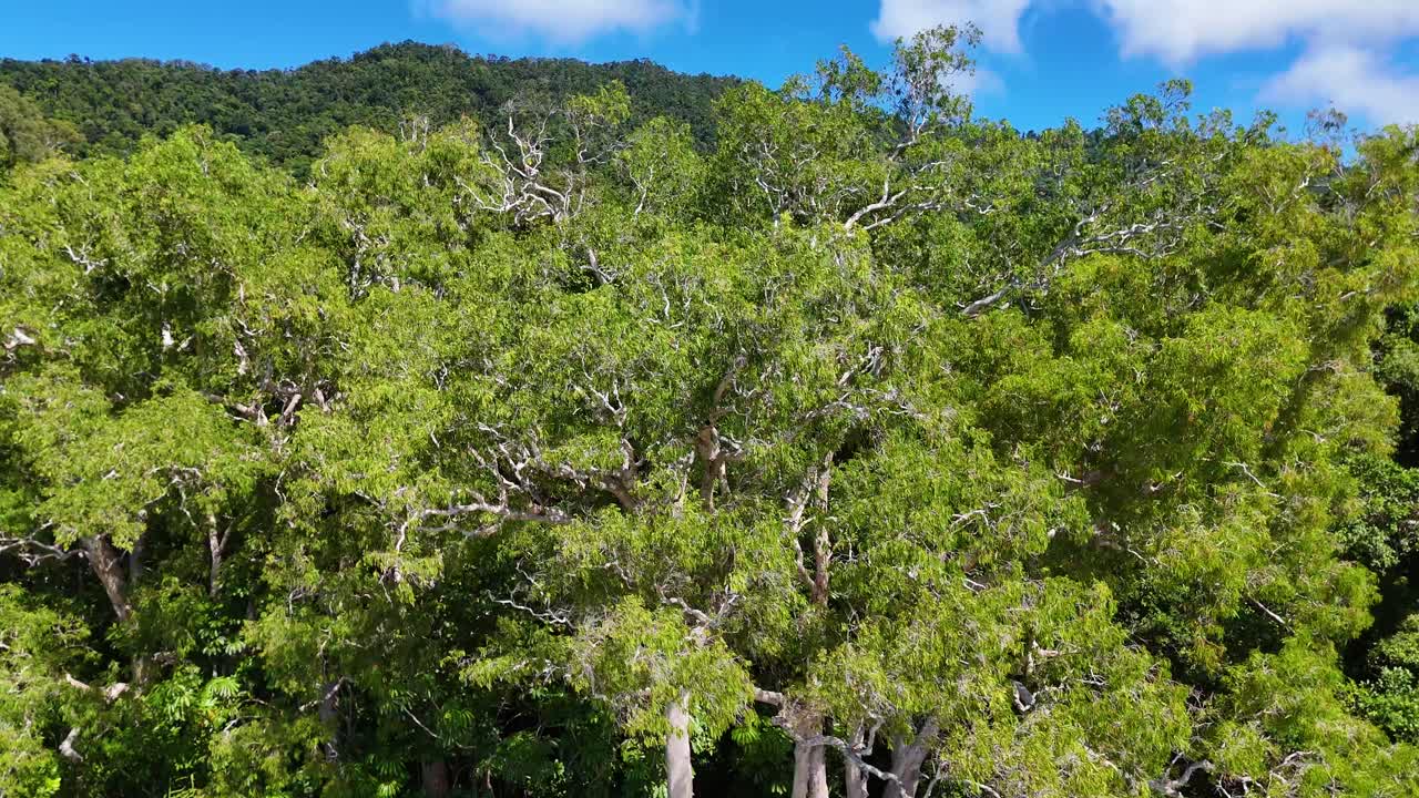 Drone rises above lush rainforest, revealing treetops, mountains, and vibrant daylight in Queensland