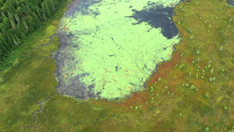 aerial over the algae covered waters of shirley bog in the maine countryside surrounded by thick green forest