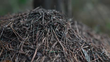colina de hormigas de cerca en el bosque