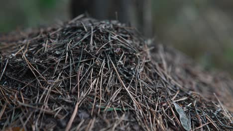 ant hill closeup in forest