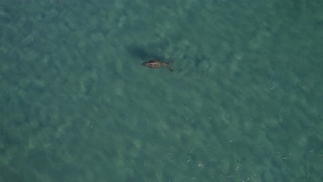 澳洲昆士蘭大凱佩爾島 (great keppel island) 藍色海洋中游泳的杜貢 (dugong) 的空中圖片 - - 無人機拍攝