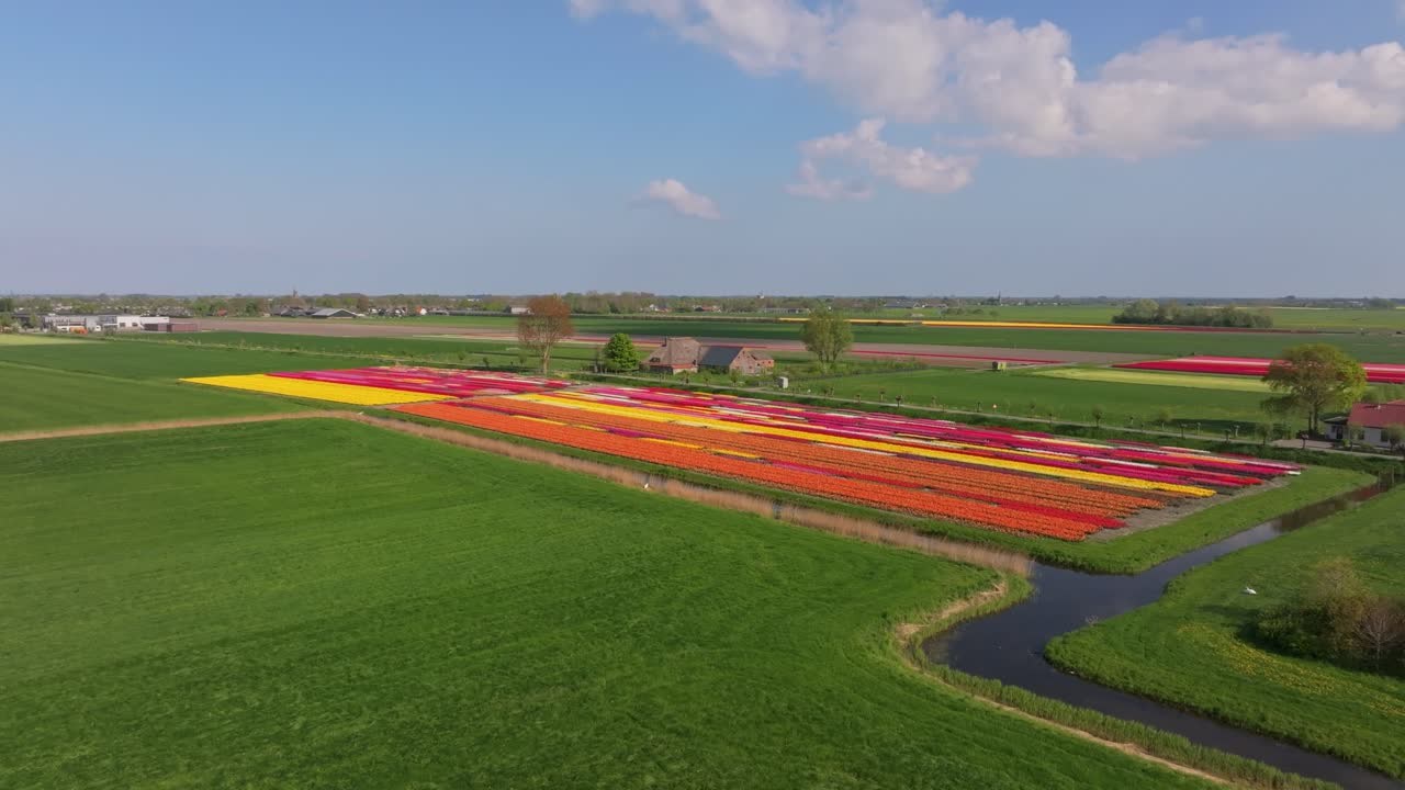 Vista aerea di tulipani vivaci e una casa di campagna in verdi prati, Paesi Bassi.
