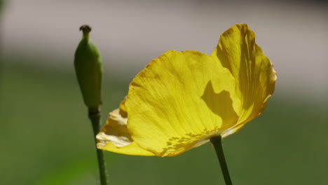 a yellow ornamental welsh poppy flower along side a seed pod in an english garden