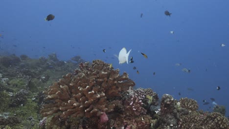 El-Pez-Cirujano-Blanco-Llega-A-Una-Estación-De-Limpieza-Con-Peces-Limpiadores,-Lábridos-En-Agua-Clara-En-Un-Arrecife-De-Coral-Tropical,-Archipiélago-De-Tuamotu,-Polinesia-Francesa,-Pacífico-Sur