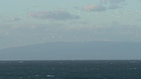 aves marinas que cubren el cielo sobre el océano