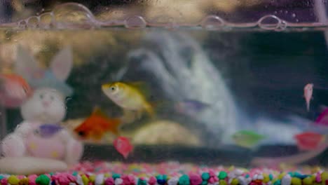 Beautiful-colorful-little-fish-swimming-in-aquarium-with-bunny-toy-in-background