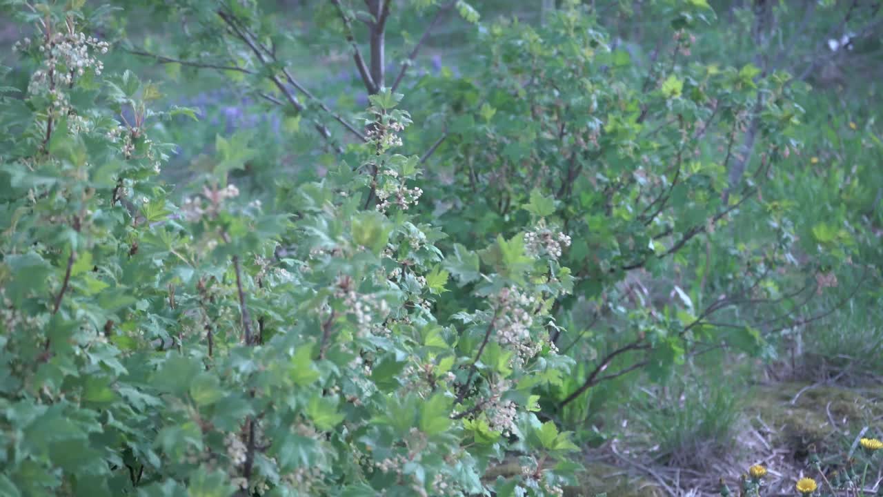 Green Bush going back and forth in the wind, sun lights rays coming through the branches