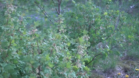 green bush going back and forth in the wind, sun lights rays coming through the branches